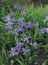 Load image into Gallery viewer, Iris cristata (Dwarf Crested Iris)
