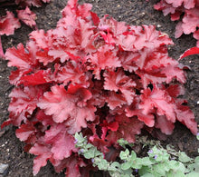Load image into Gallery viewer, Heuchera x Forever® Red (Coral Bells)
