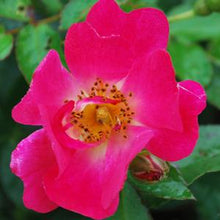 Load image into Gallery viewer, Pink Drift® Rose
