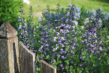 Load image into Gallery viewer, Baptisia x &#39;Purple Smoke&#39; (False Indigo), purple flowers

