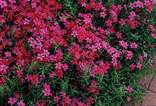 Load image into Gallery viewer, Phlox subulata &#39;Scarlet Flame&#39; (Moss Pinks)
