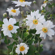 Load image into Gallery viewer, Anemone x hybrida &#39;Whirlwind&#39; (Windflower) perennial
