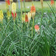 Load image into Gallery viewer, Red Hot Poker (Kniphofia uvaria &#39;Flamenco&#39;)
