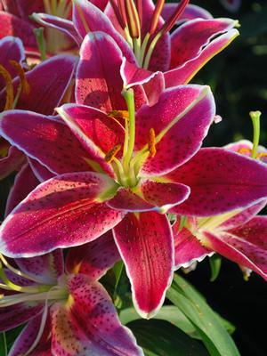 Lilium (Oriental) 'Sunny Grenada' (Oriental Hardy Lily)