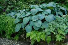 Load image into Gallery viewer, Hosta x &#39;Blue Angel&#39; (Plantain Lily)
