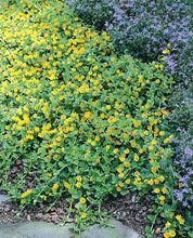 Load image into Gallery viewer, Creeping Jenny (Lysimachia nummularia), yellow flowers

