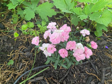 Load image into Gallery viewer, Dianthus Constant Cadence® Peach Milk (Garden Pinks), pink flowers
