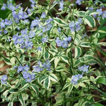 Load image into Gallery viewer, Variegated Jacob&#39;s Ladder (Polemonium reptans &#39;Stairway to Heaven&#39;)
