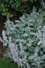 Load image into Gallery viewer, Stachys byzantina &#39;Silver Carpet&#39; (Lamb&#39;s Ear)
