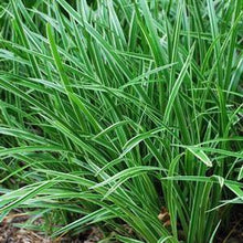 Load image into Gallery viewer, Silver Variegated Sedge (Carex morrowii &#39;Ice Dance&#39;)
