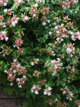 Load image into Gallery viewer, Abelia red Rose Creek perennial

