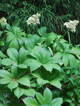 Load image into Gallery viewer, Rodger&#39;s Flower (Rodgersia aesculifolia)
