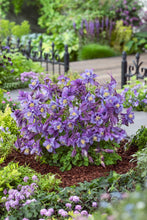 Load image into Gallery viewer, Aquilegia Earlybird™Purple Blue (Columbine) perennial, purple flowers
