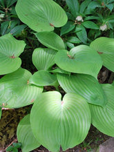Load image into Gallery viewer, Hosta x &#39;Sum and Substance&#39; (Plantain Lily)
