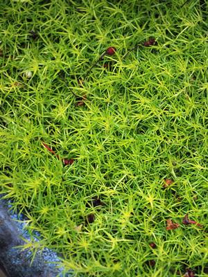 Scotch Moss (Sagina subulata 'Aurea')