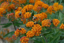 Load image into Gallery viewer, Butterfly Weed (Asclepias tuberosa), orange flowers
