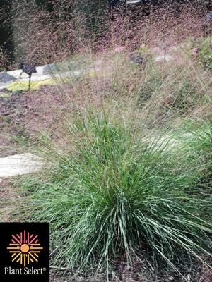 Ruby Muhly Grass (Muhlenbergia reverchonii Undaunted®)
