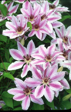 Load image into Gallery viewer, Clematis hybrid &#39;Nelly Moser&#39; (Hybrid Clematis)
