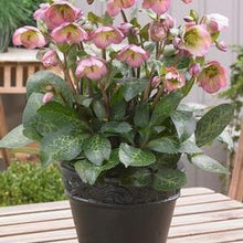Load image into Gallery viewer, Helleborus x Frostkiss® Dorothy&#39;s Dawn® (Lenten Rose)
