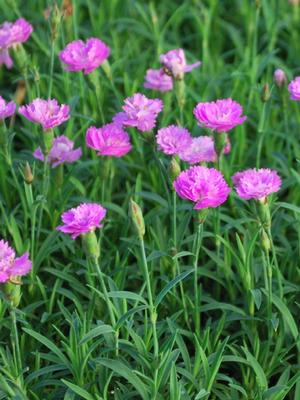 Dianthus Mountain Frost™Pink PomPom (Garden Pinks), pink flowers