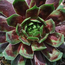 Load image into Gallery viewer, Sempervivum &#39;Killer&#39; (Hens and Chicks)
