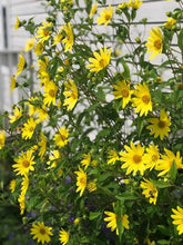 Load image into Gallery viewer, Coreopsis grandiflora Solanna™Glow (Tickseed), yellow flowers

