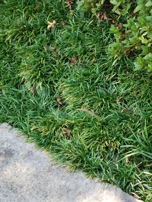Dwarf Mondo Grass (Ophiopogon japonicus 'Nana')