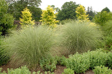 Load image into Gallery viewer, Miscanthus sinensis &#39;Morning Light&#39; (Variegated Maiden Grass)
