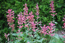 Load image into Gallery viewer, Agastache x Kudos™ Coral (Dwarf Hummingbird Mint) perennial
