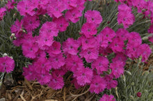 Load image into Gallery viewer, Dianthus x &#39;Neon Star&#39; (Garden Pinks), pink flowers
