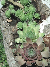 Load image into Gallery viewer, Sempervivum tectorum &#39;Hot Mix&#39; (Hens and Chicks)

