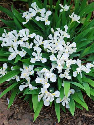 Iris cristata 'Tennessee White' (Dwarf Crested Iris)
