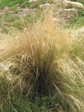 Load image into Gallery viewer, Mexican Feather Grass (Nassella tenuissima)
