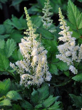 Load image into Gallery viewer, Astilbe chinensis &#39;Vision in White&#39; (False Spirea) perennial, white flowers
