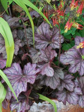 Load image into Gallery viewer, Heuchera x Forever® Purple (Coral Bells)
