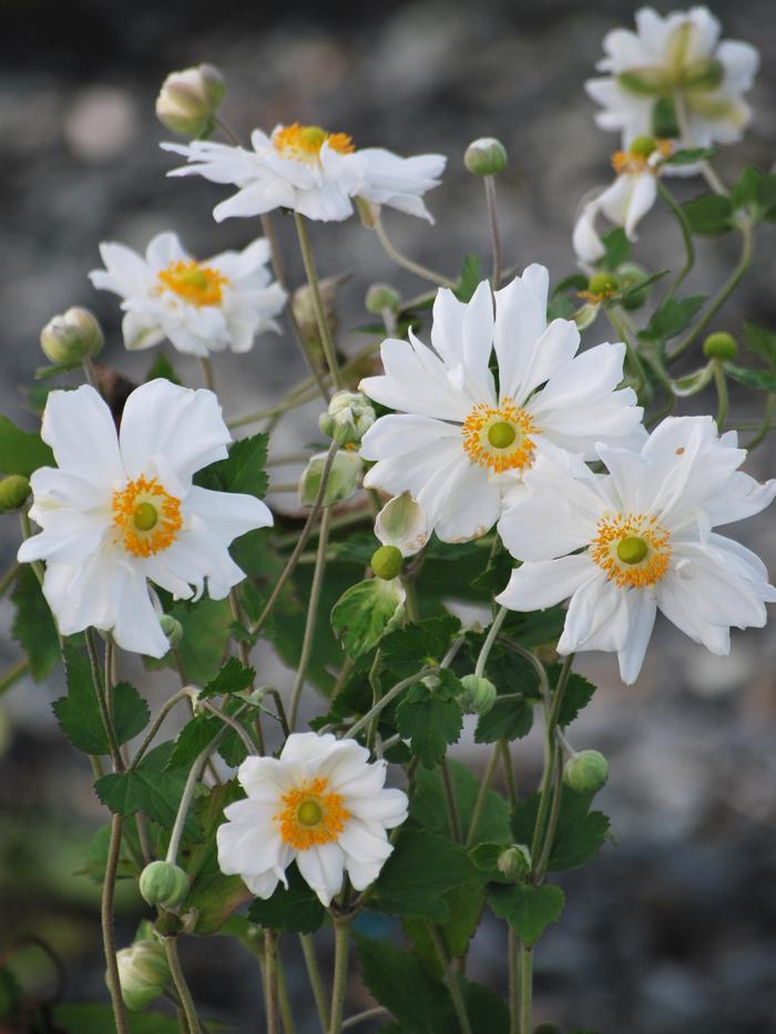 Anemone x hybrida 'Whirlwind' (Windflower) – Perennial Farm