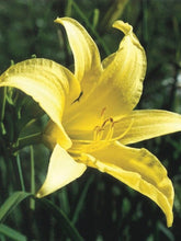 Load image into Gallery viewer, Hemerocallis &#39;Hyperion&#39; (Daylily)
