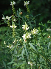 Load image into Gallery viewer, White Turtlehead (Chelone glabra)
