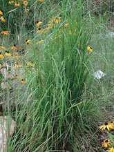 Load image into Gallery viewer, Broom Sedge (Andropogon virginicus), green grass
