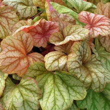 Load image into Gallery viewer, Heuchera x &#39;Champagne&#39; (Coral Bells)

