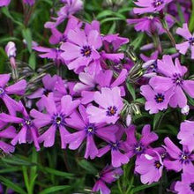 Load image into Gallery viewer, Phlox subulata &#39;Purple Beauty&#39; (Moss Pinks)
