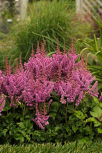 Load image into Gallery viewer, Astilbe chinensis &#39;Visions&#39; (False Spirea) perennial, pink flowers
