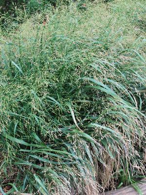 Switchgrass (Panicum virgatum 'Cape Breeze')
