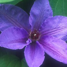 Load image into Gallery viewer, Clematis hybrid &#39;Candy Stripe&#39; (Hybrid Clematis),purple flower
