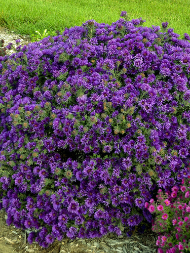 Aster novae-angliae 'Grape Crush' (New England Aster) perennial, purple flowers