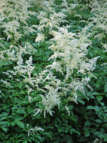 Astilbe j. 'Deutschland' (False Spirea) perennial, white flowers