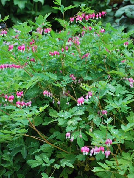 Dicentra spectabilis (Old Fashioned Bleeding Heart)