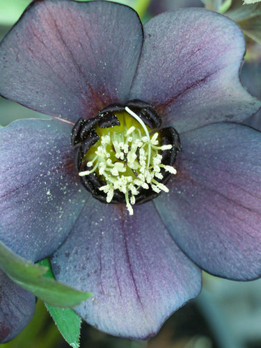Helleborus W.J. 'Blue Diamond' (Winter Jewels® Series Lenten Rose)