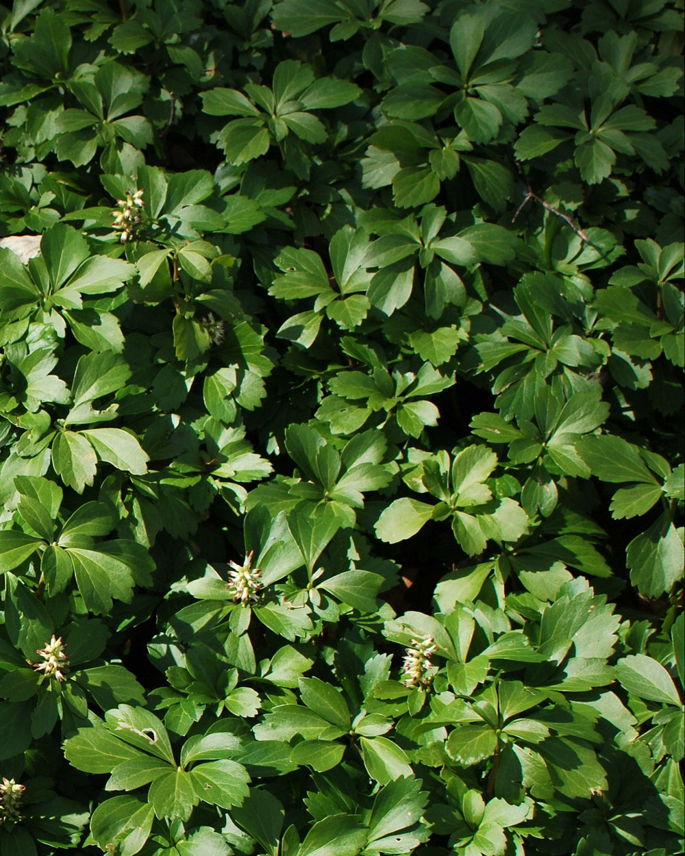 Pachysandra terminalis (Japanese Spurge)