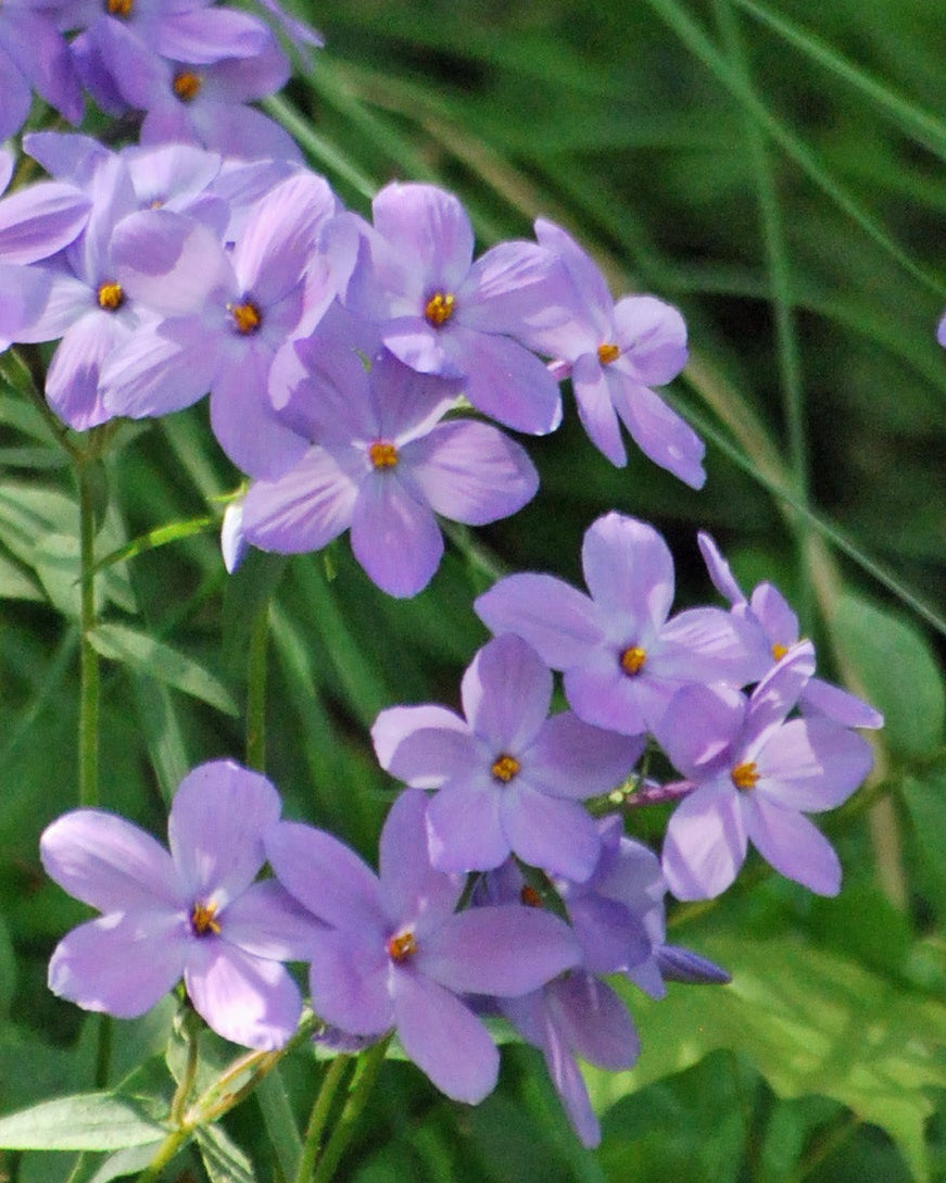 Phlox stolonifera (Creeping Phlox)
